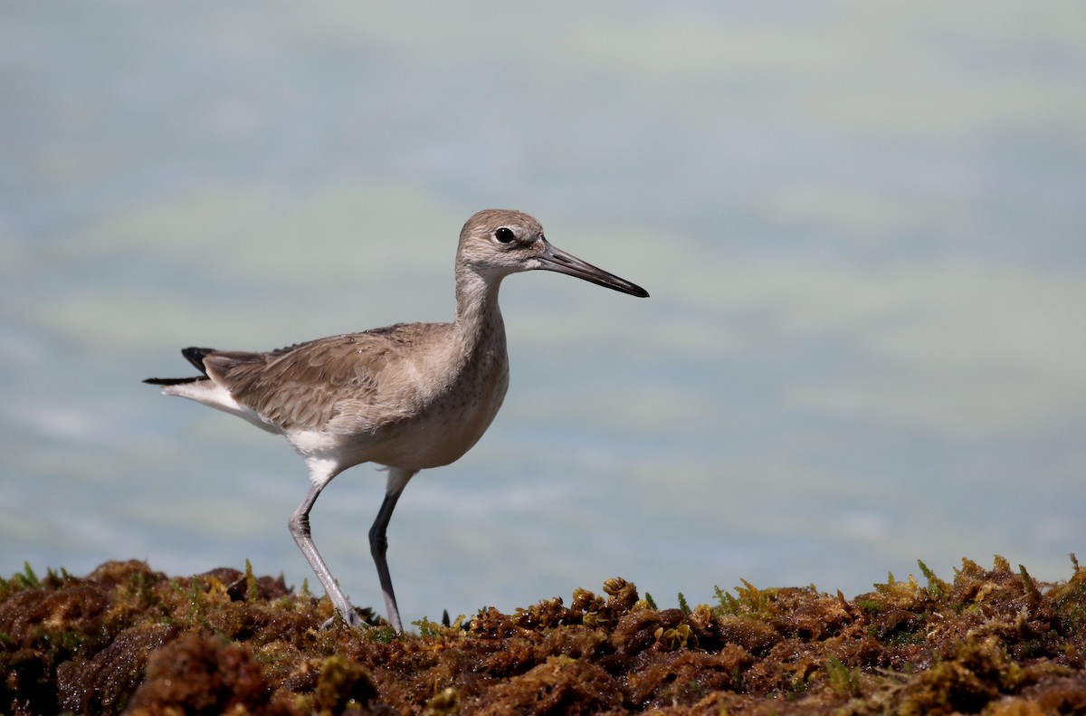 Willet - ML158593971