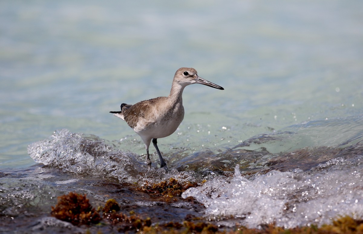 Willet - ML158594071