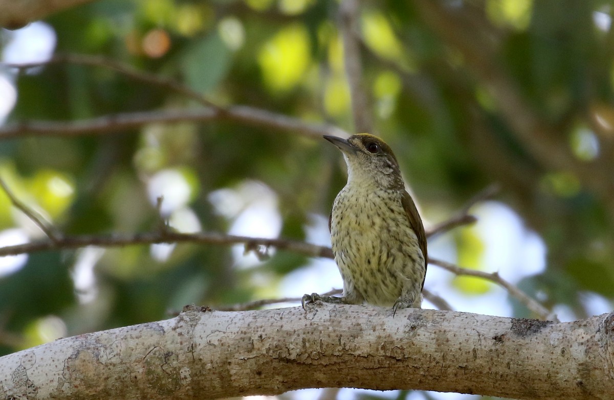 Antillean Piculet - ML158594121