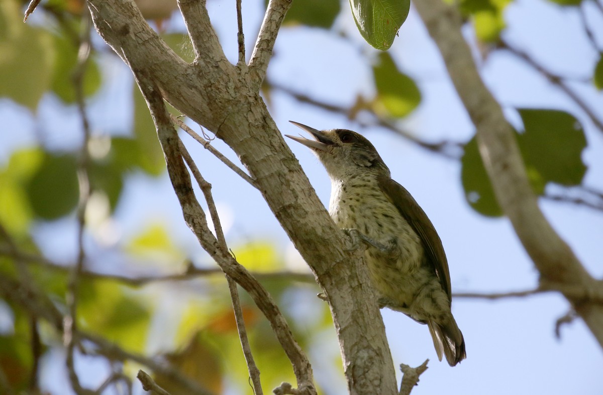 Antillean Piculet - ML158594191