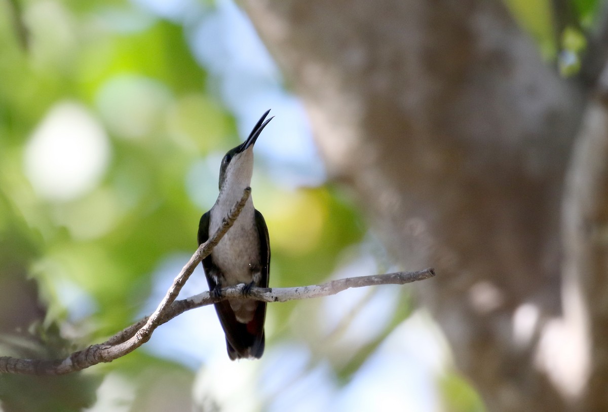 kolibřík hispaniolský - ML158594801