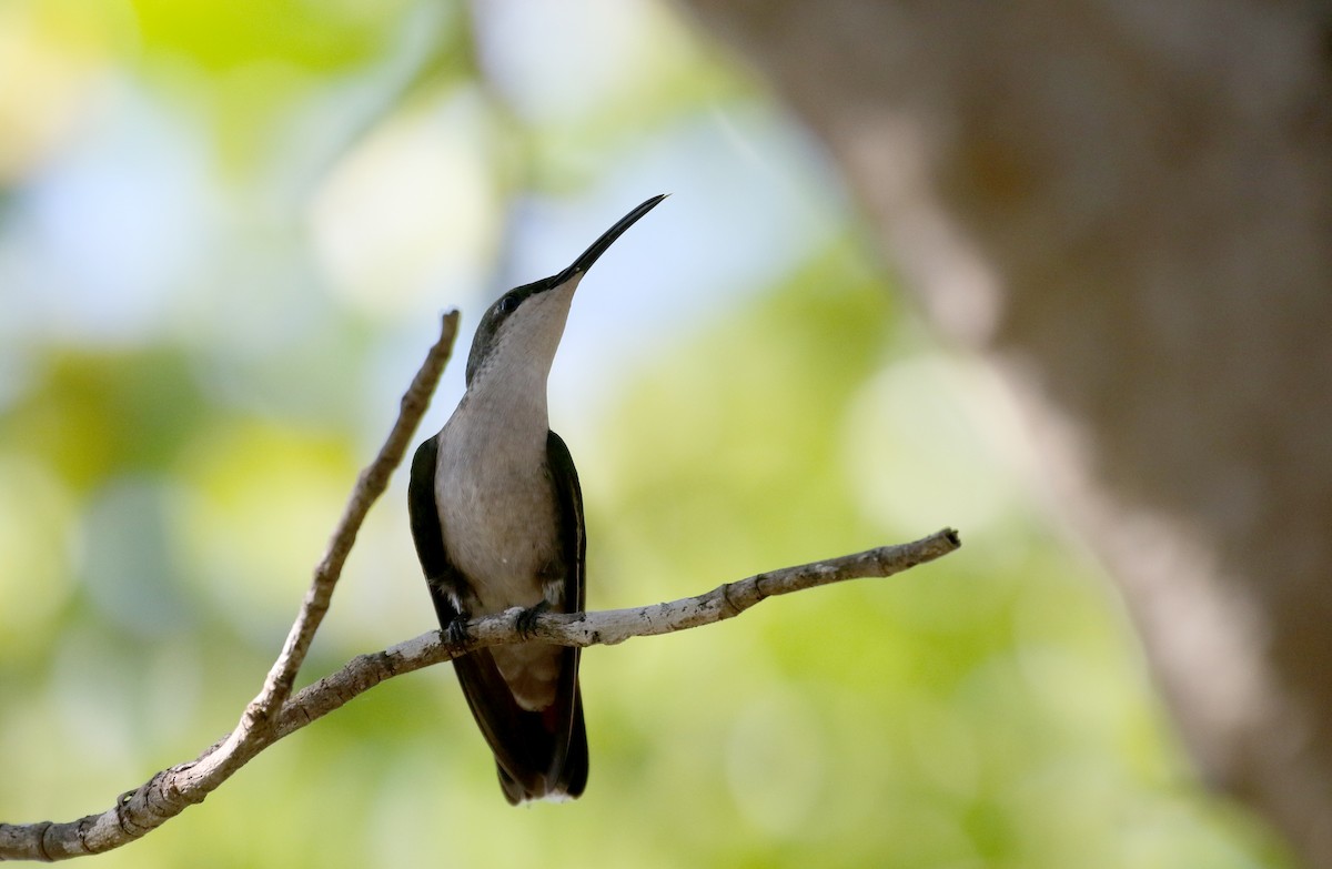 kolibřík hispaniolský - ML158594891