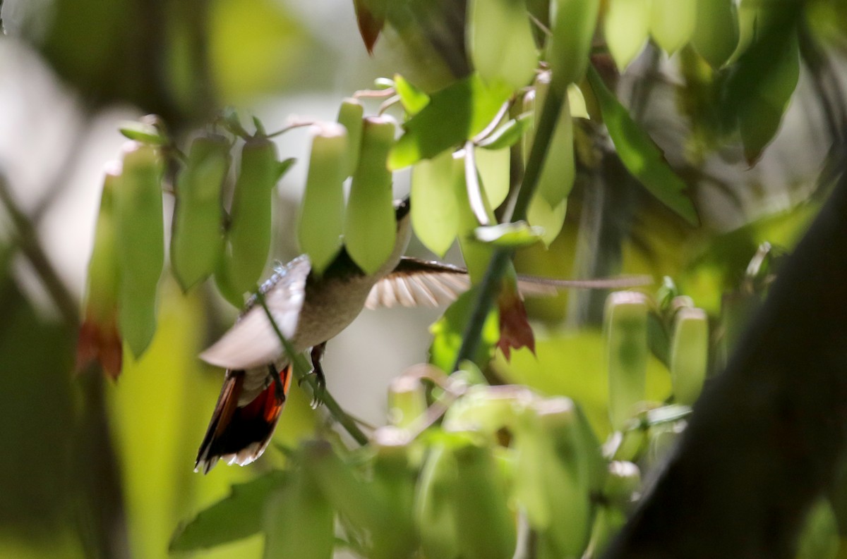 kolibřík hispaniolský - ML158595021