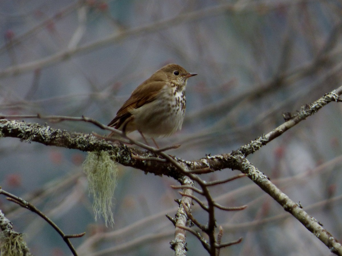 Hermit Thrush - ML158595431