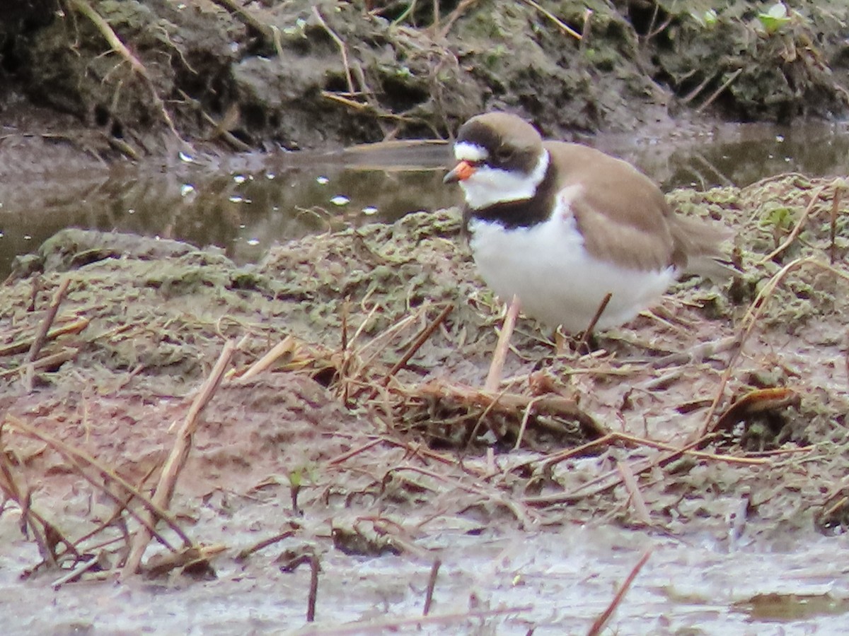 Semipalmated Plover - ML158595561
