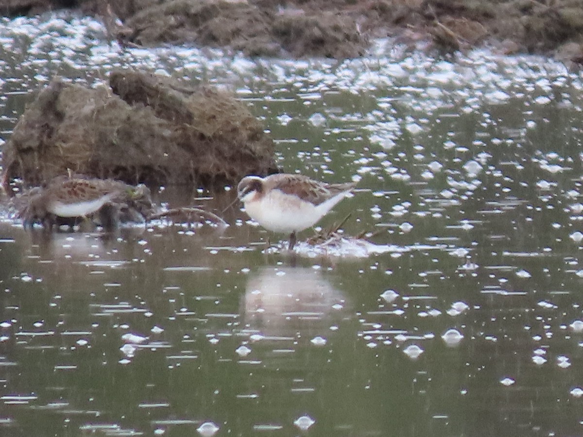 Wilson's Phalarope - ML158596911