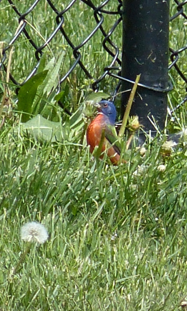 Painted Bunting - ML158597501
