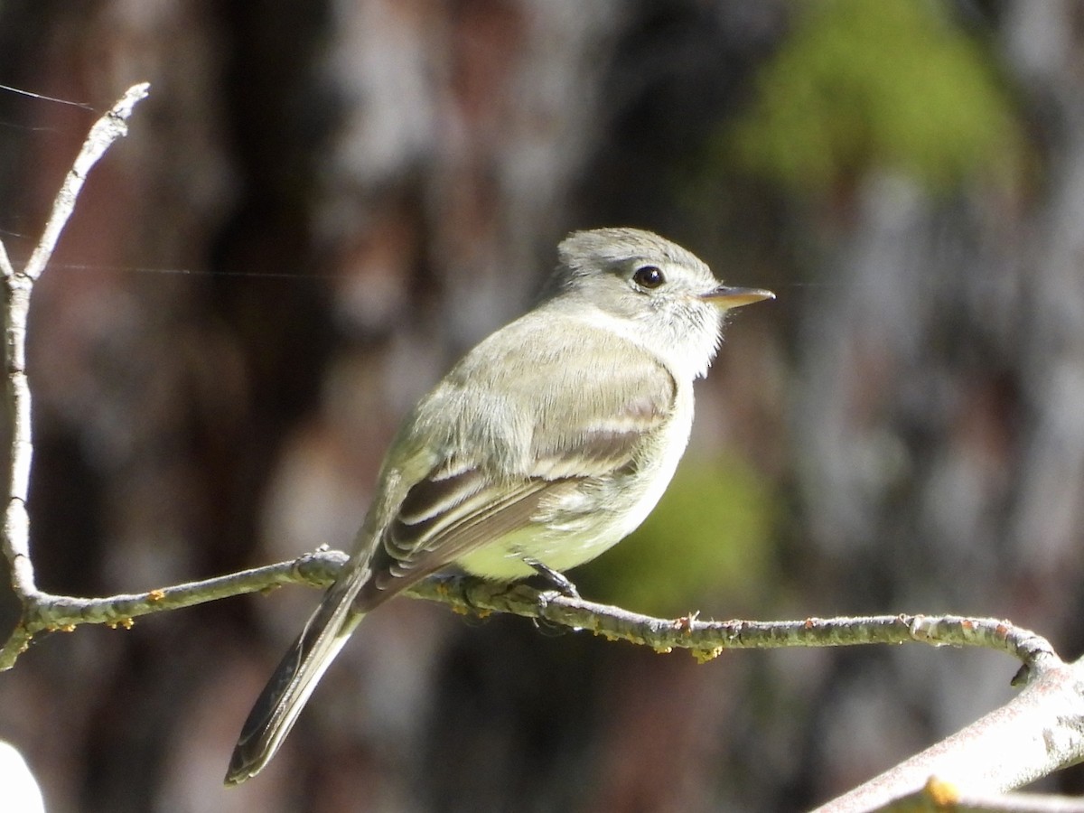 Dusky Flycatcher - ML158599841