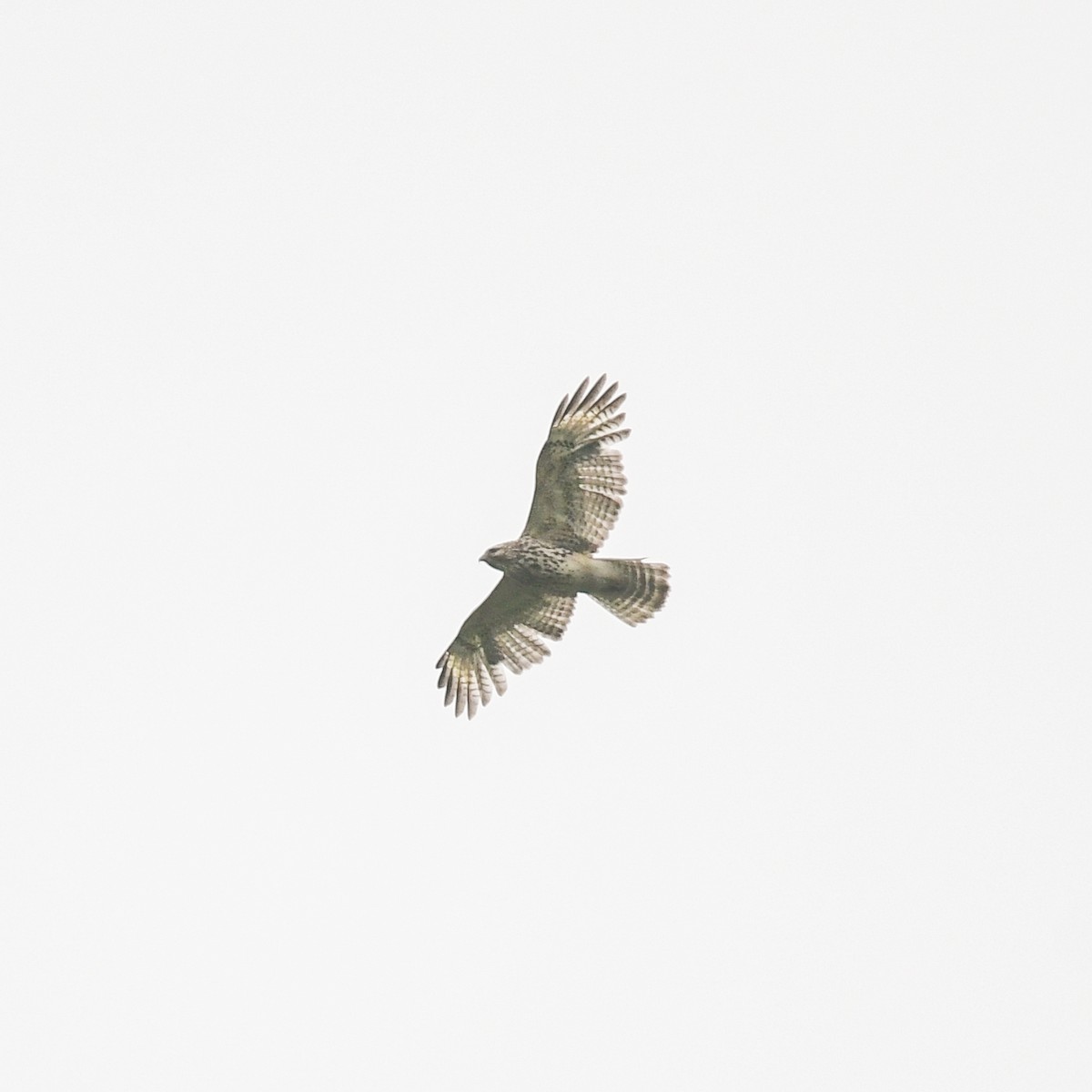 Red-shouldered Hawk - ML158599971