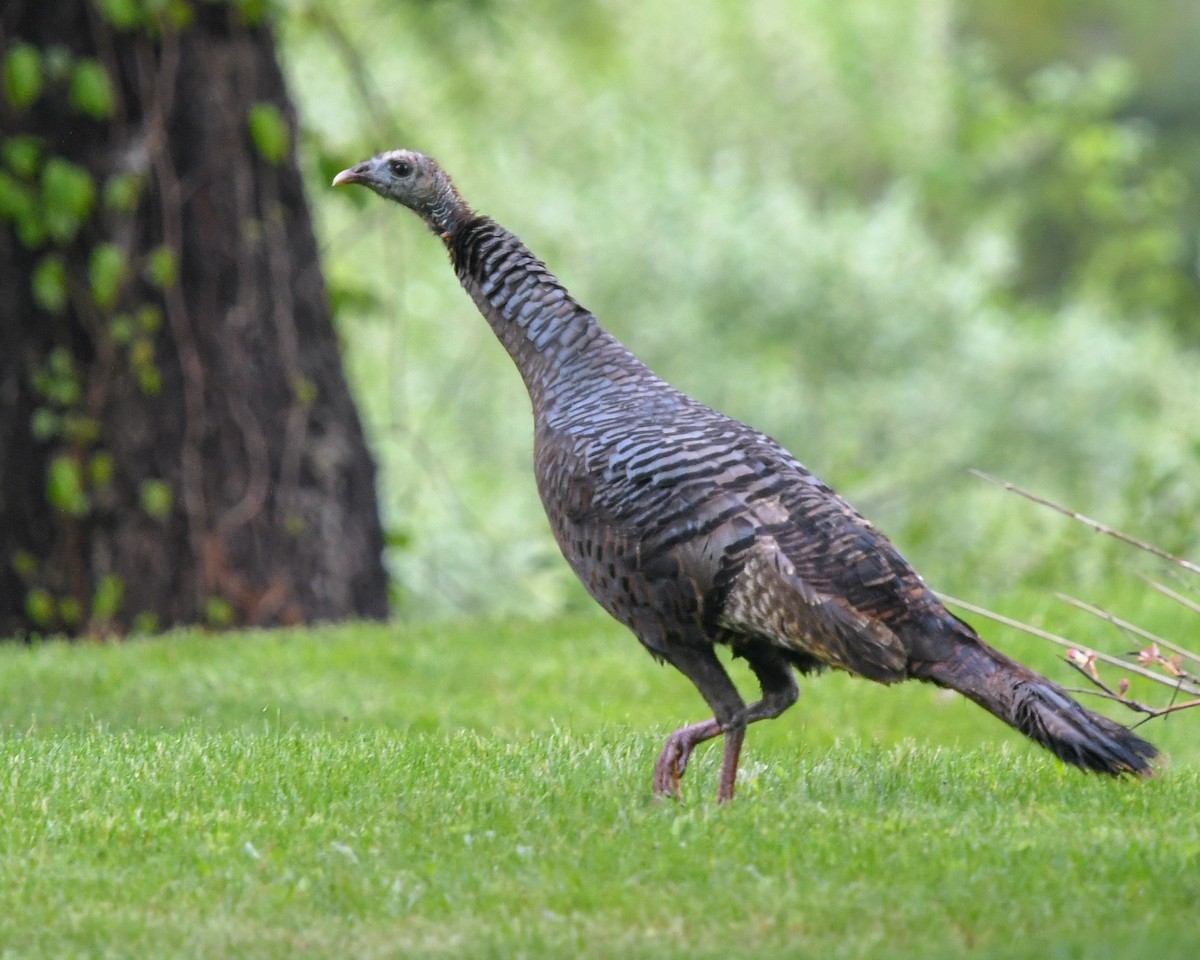 Wild Turkey - ML158601631