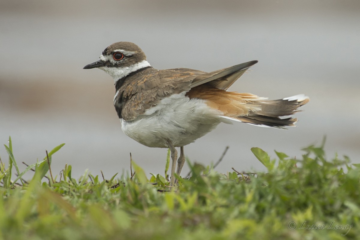 Killdeer - ML158603001