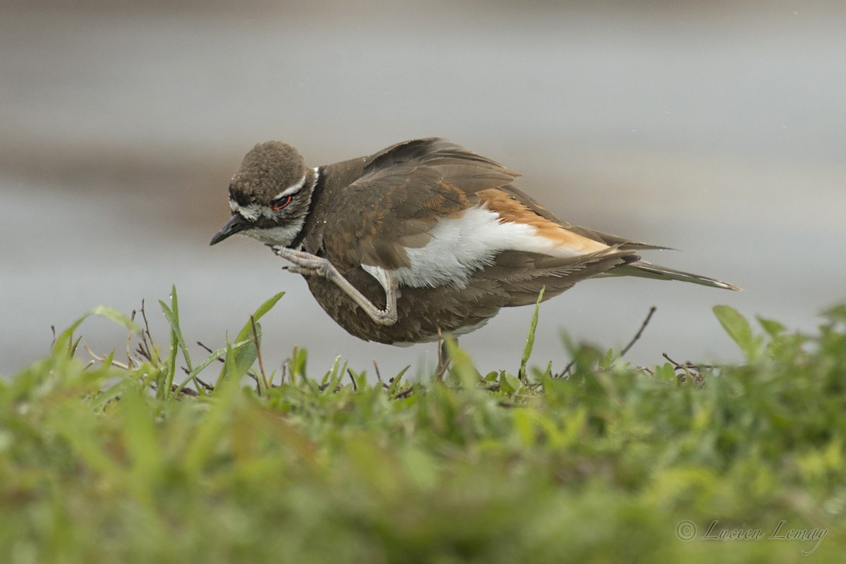 Killdeer - ML158603051