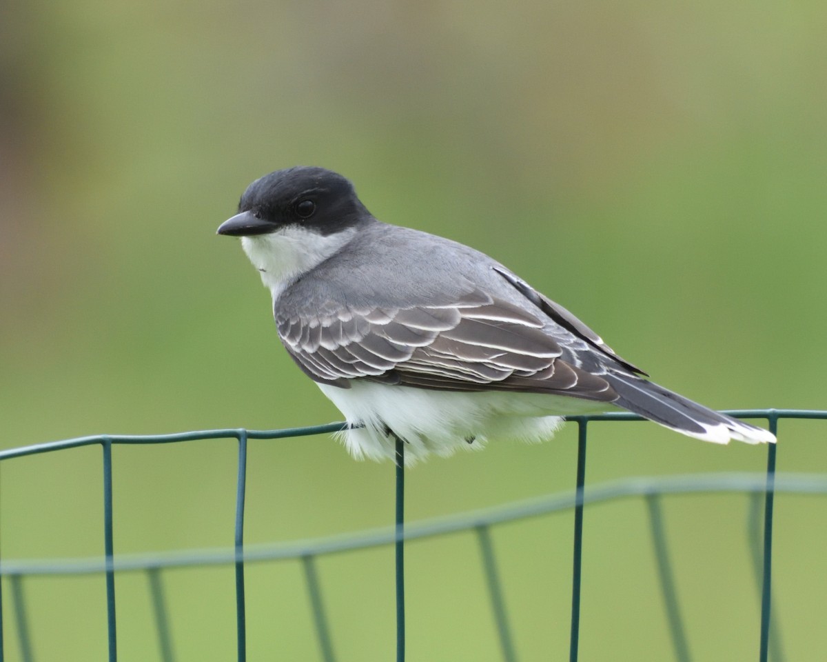 Eastern Kingbird - Tom Dougherty