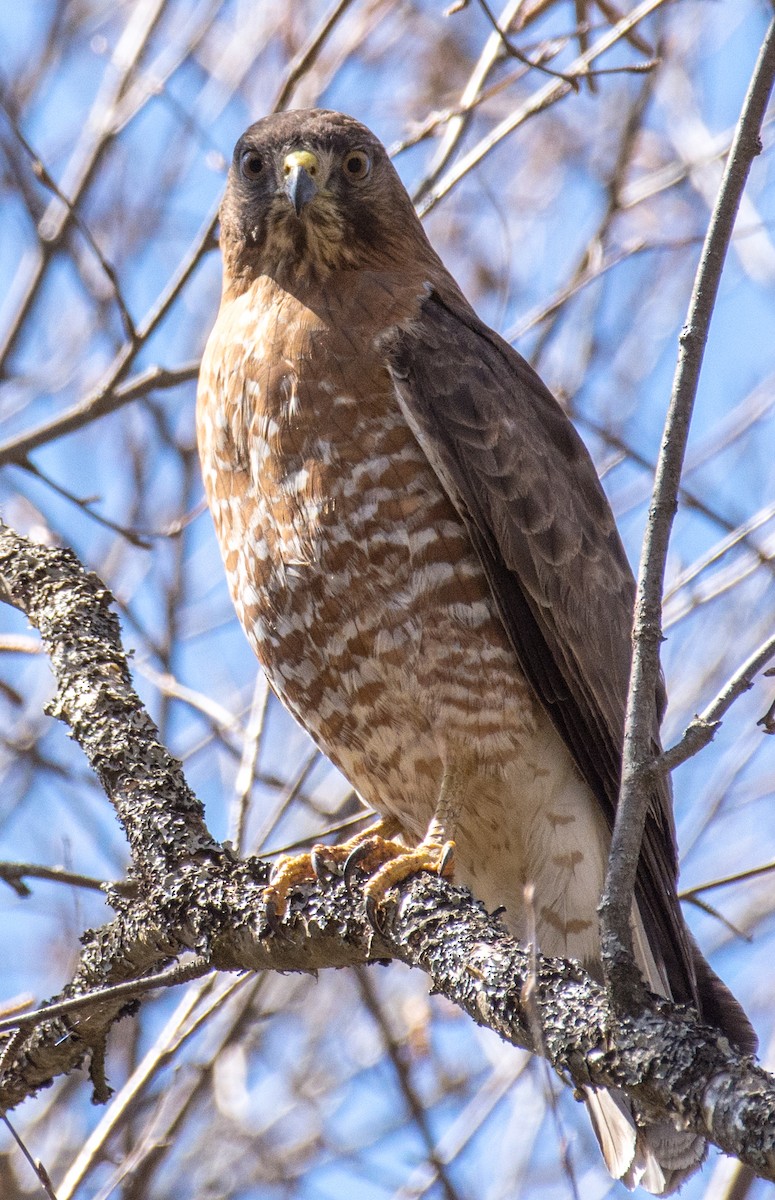 Broad-winged Hawk - ML158604481