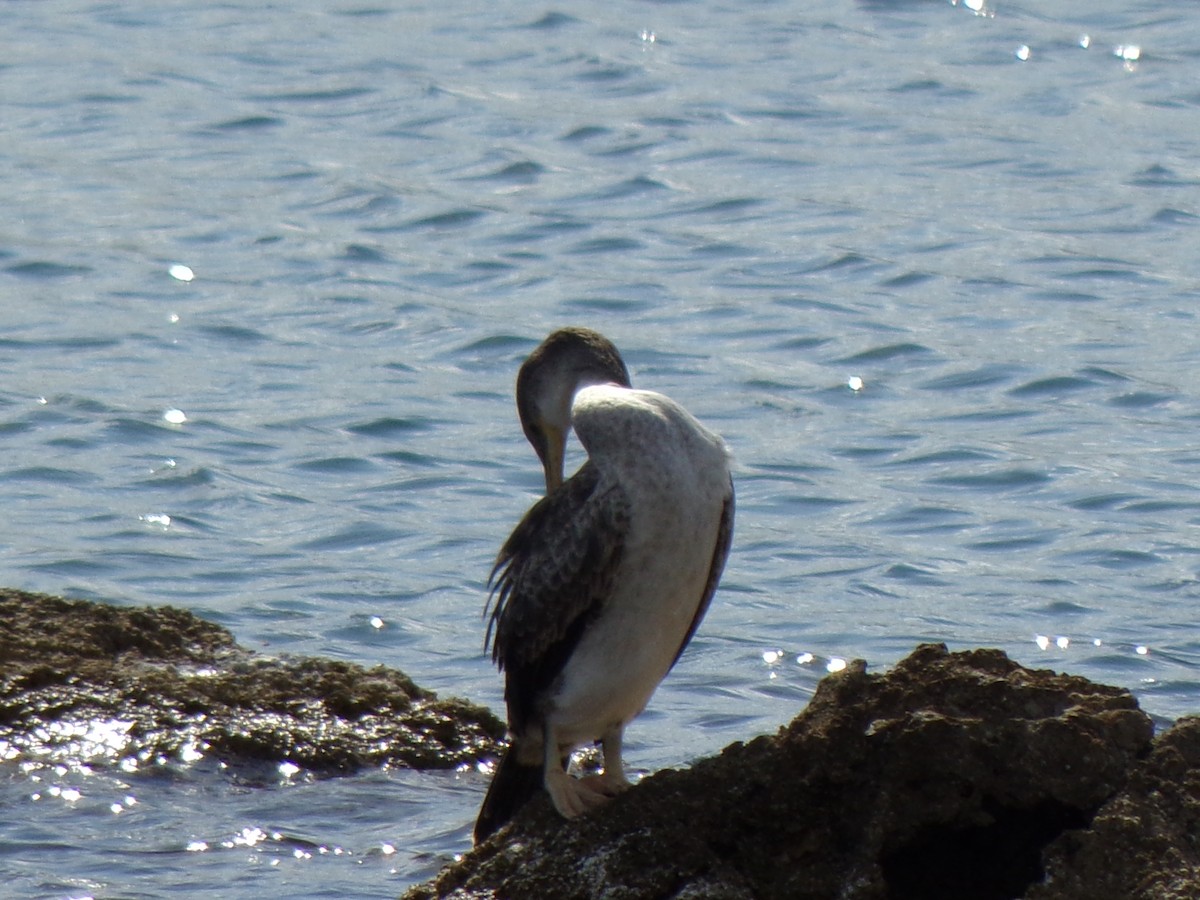 European Shag - Martin  Juarez