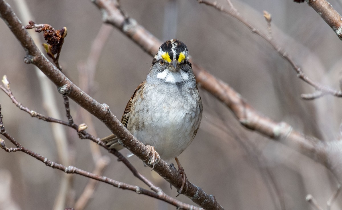 White-throated Sparrow - ML158606461