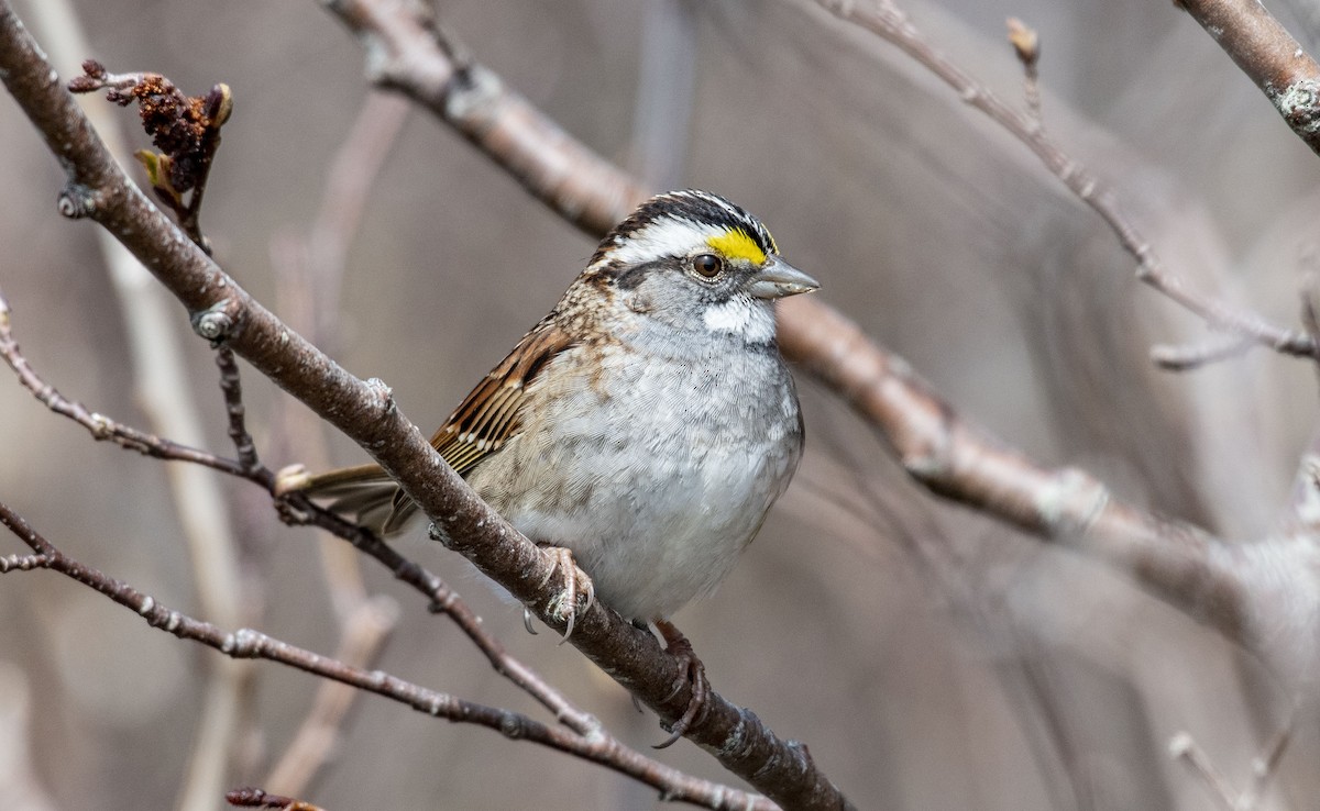 White-throated Sparrow - ML158606491