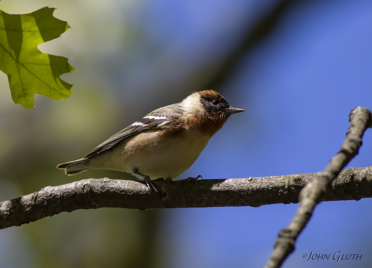 Bay-breasted Warbler - ML158611011