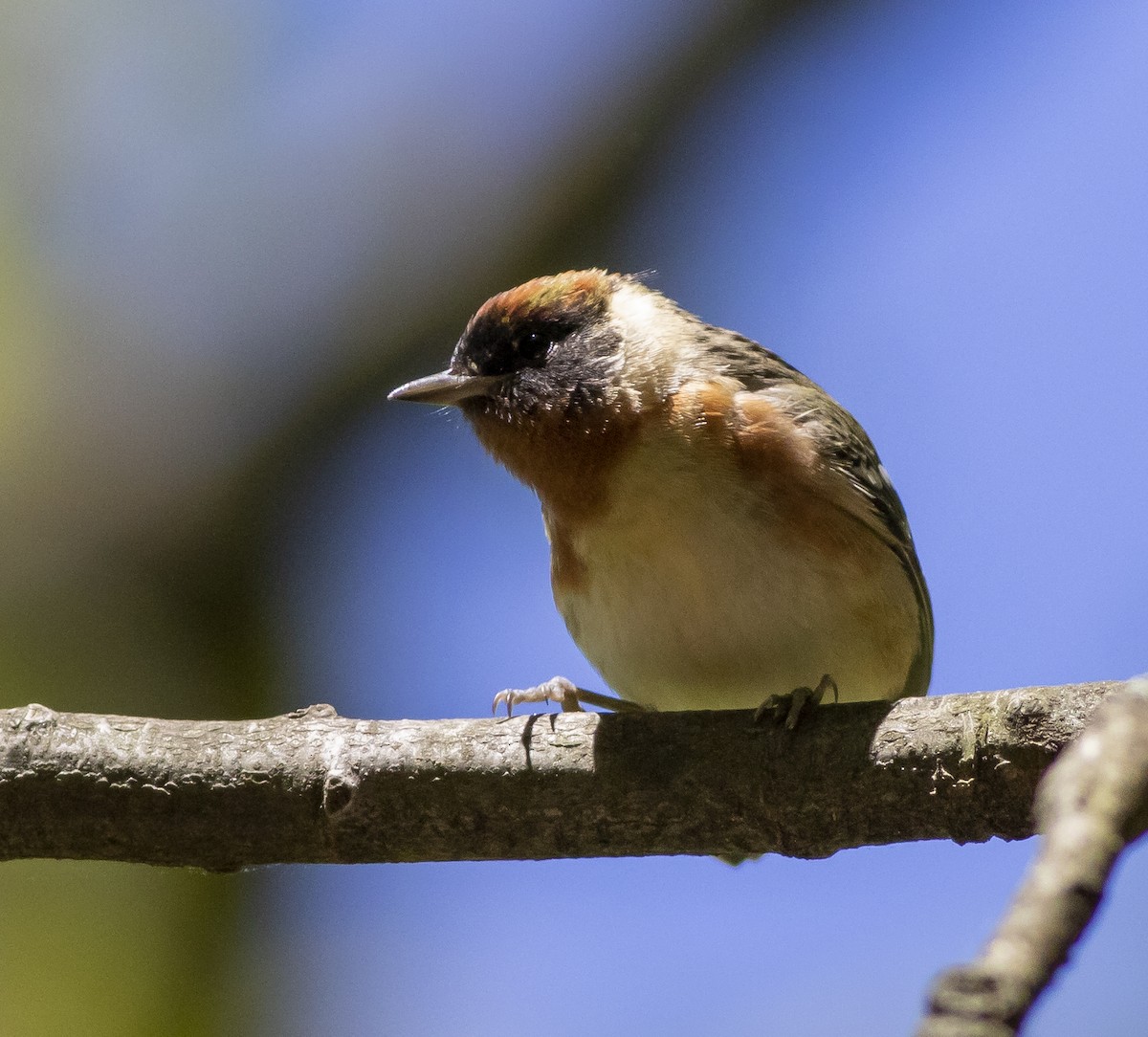 Bay-breasted Warbler - ML158611151