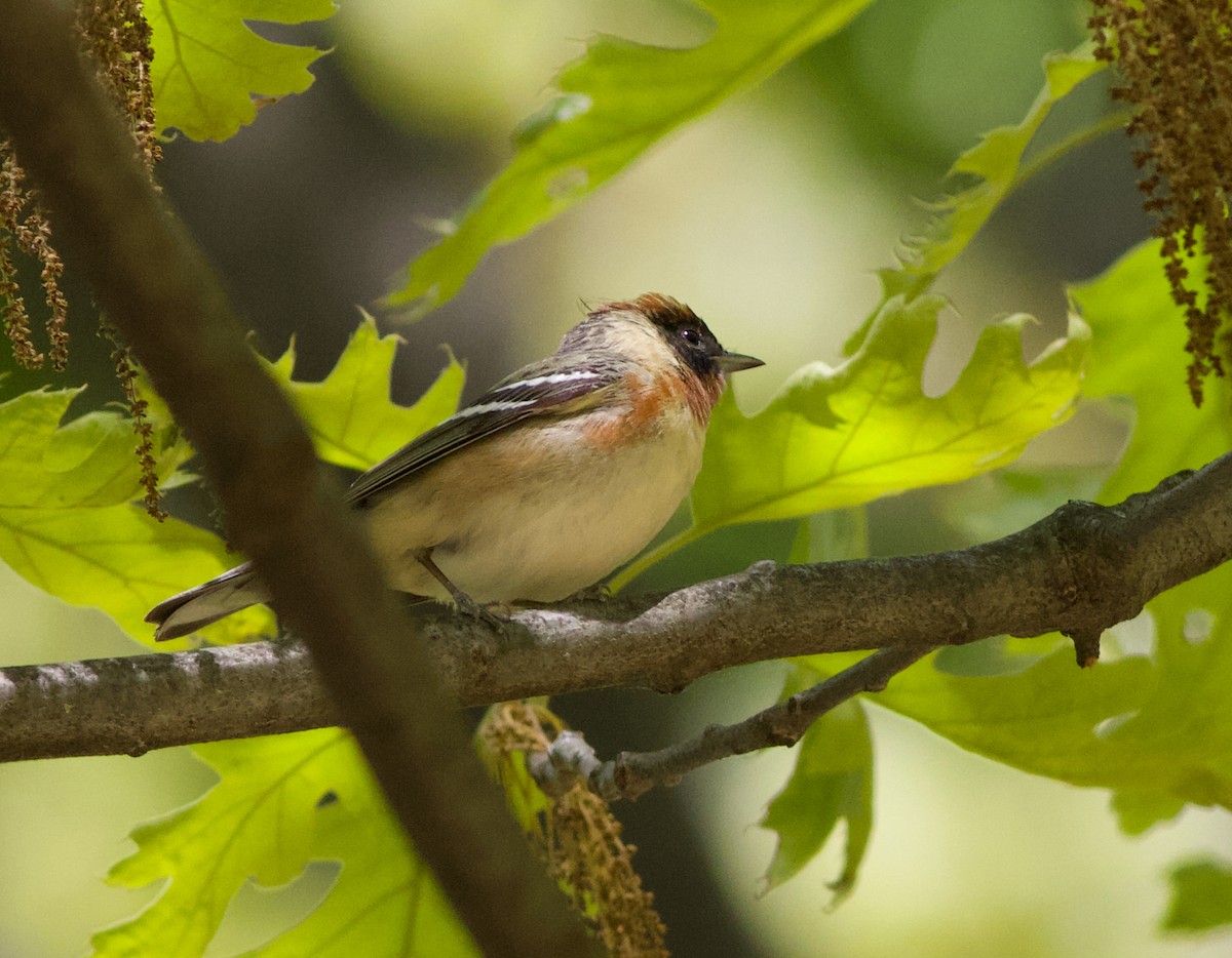 Bay-breasted Warbler - ML158611171