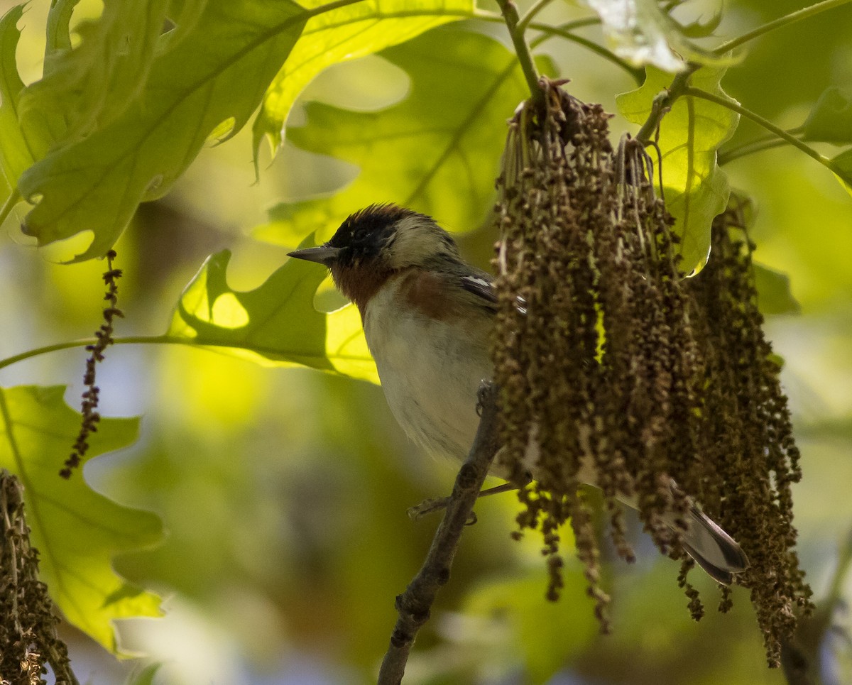 Bay-breasted Warbler - ML158611181