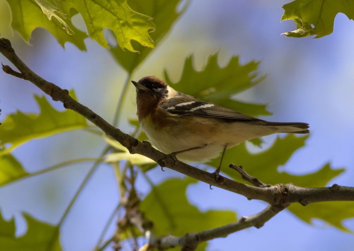 Bay-breasted Warbler - ML158611221