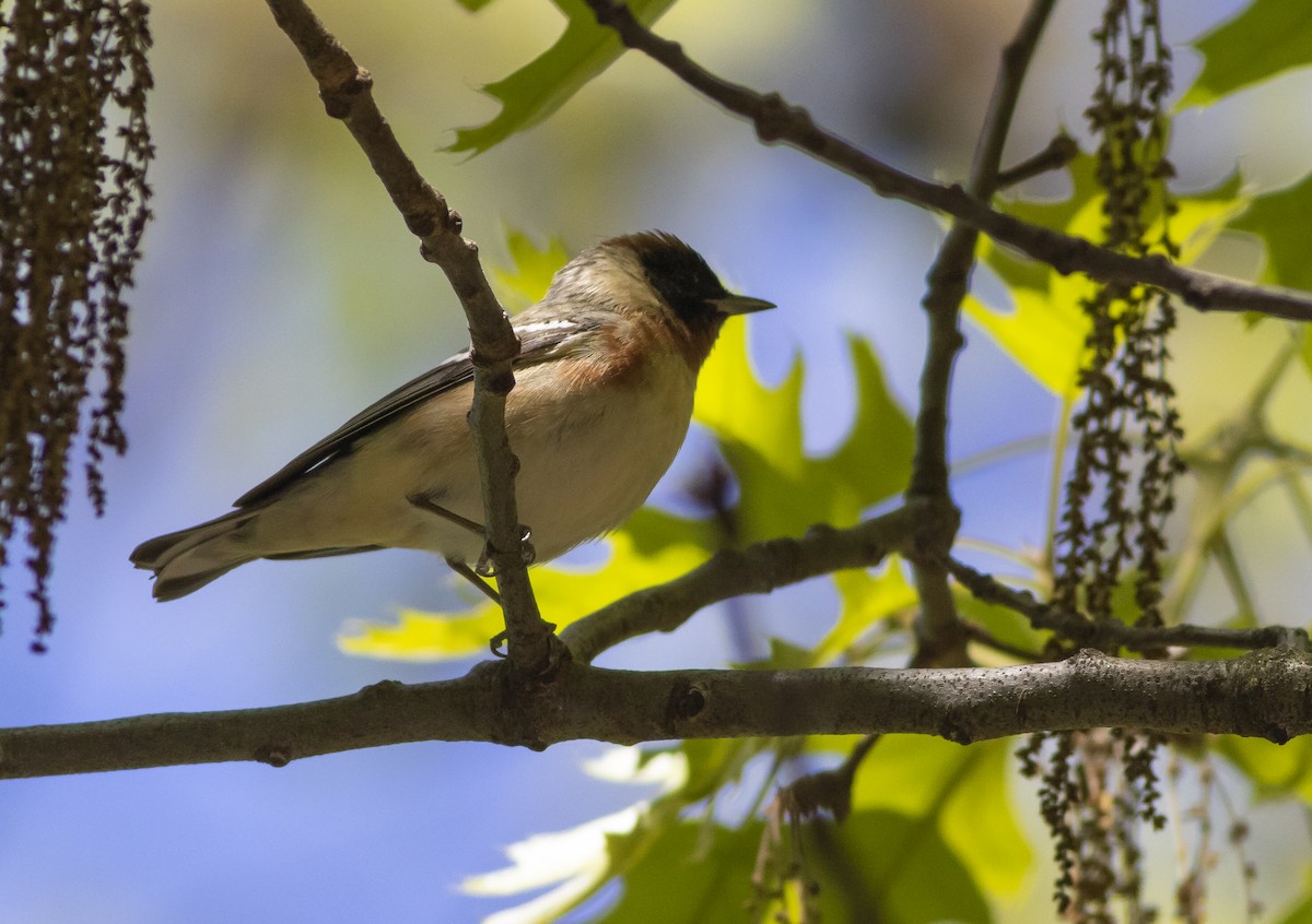 Bay-breasted Warbler - ML158611231