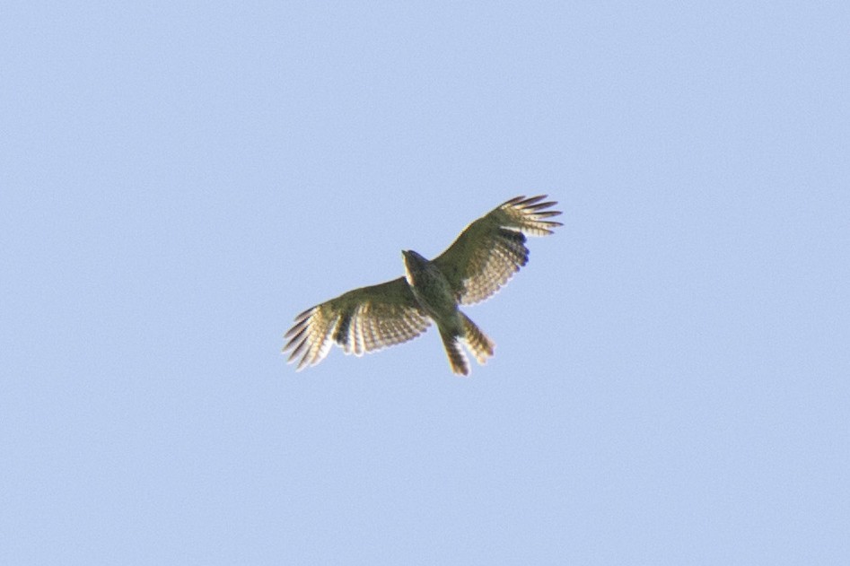 Red-shouldered Hawk - ML158611381