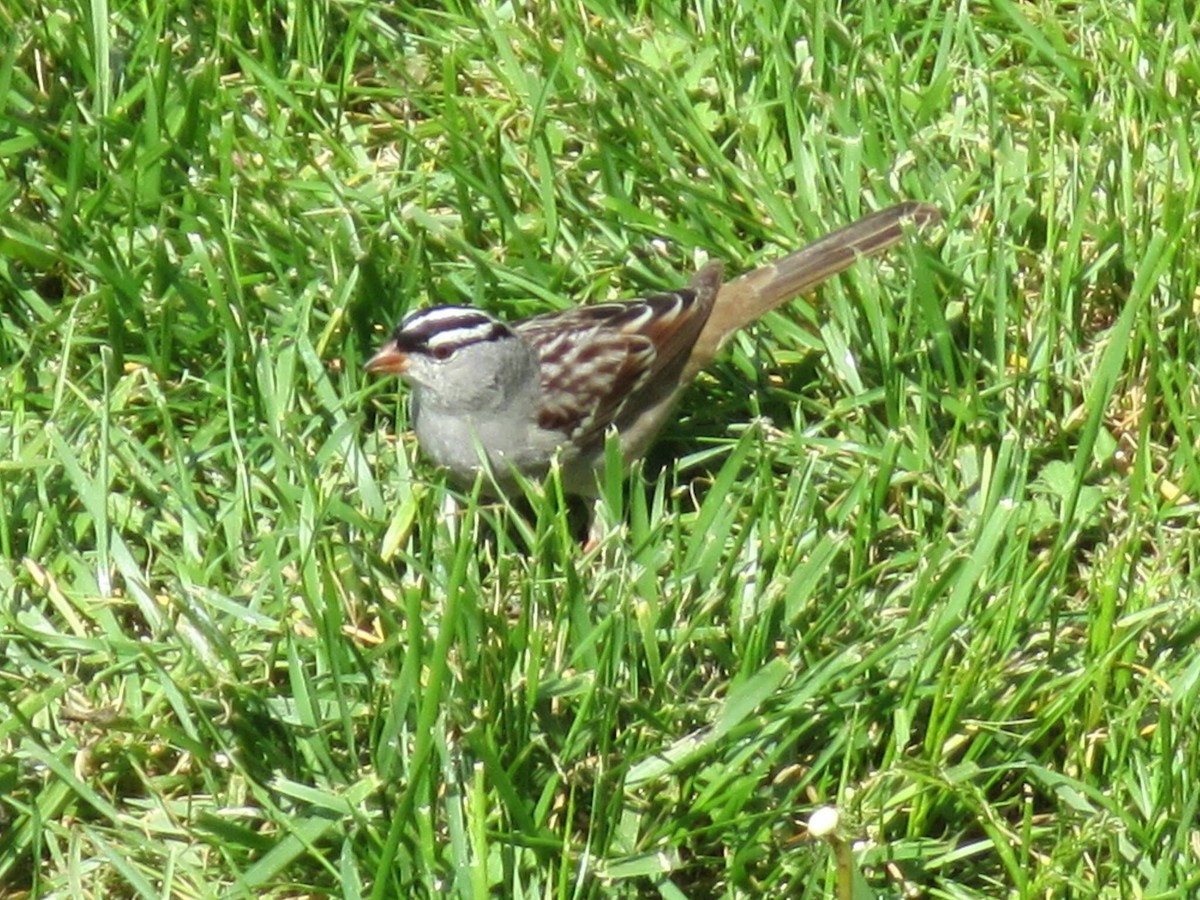 White-crowned Sparrow - ML158612161