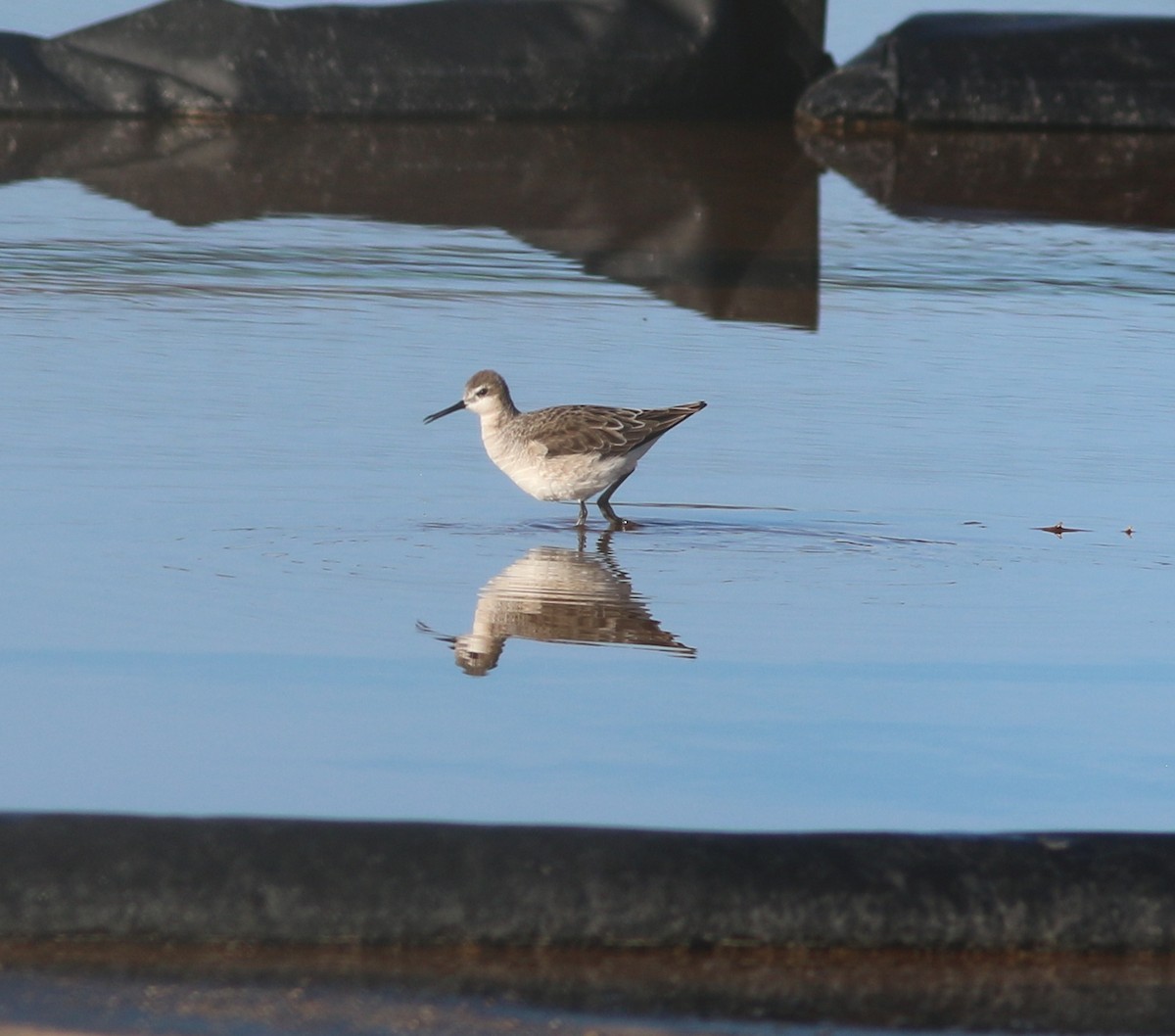 hvithalesvømmesnipe - ML158613691