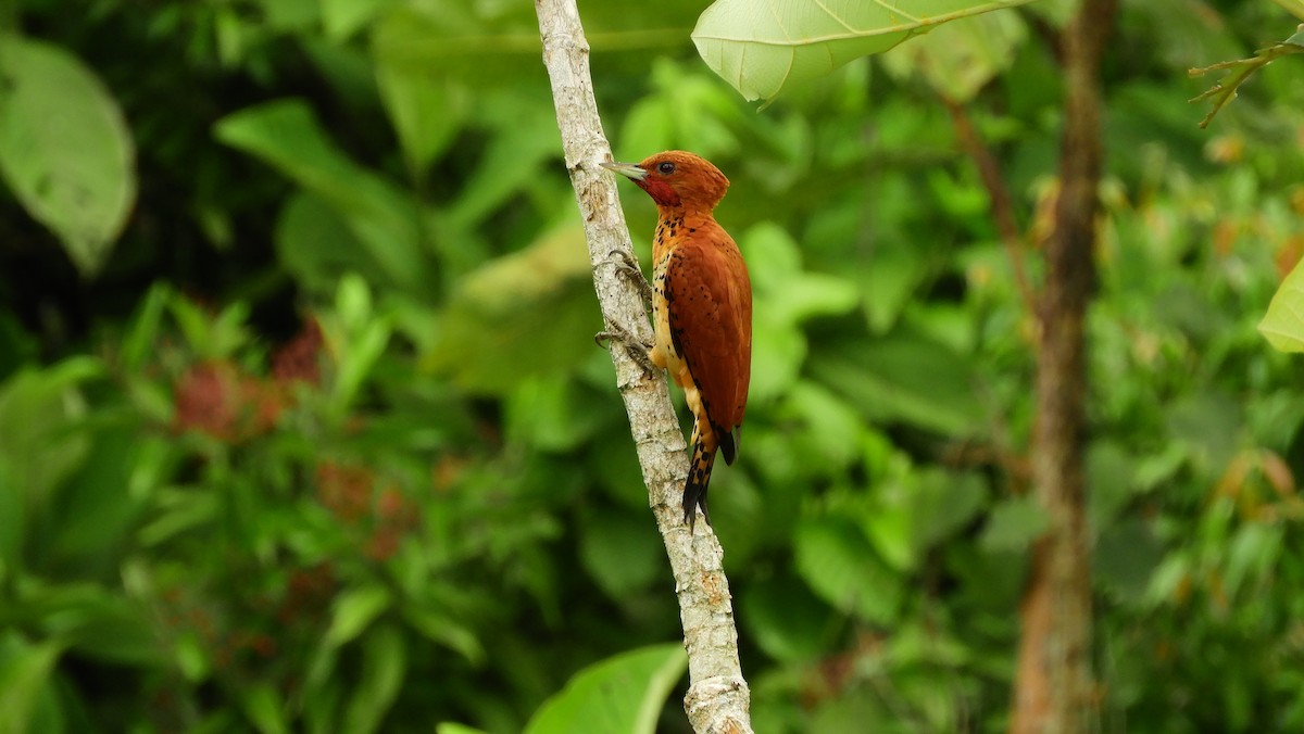 Cinnamon Woodpecker - ML158613731