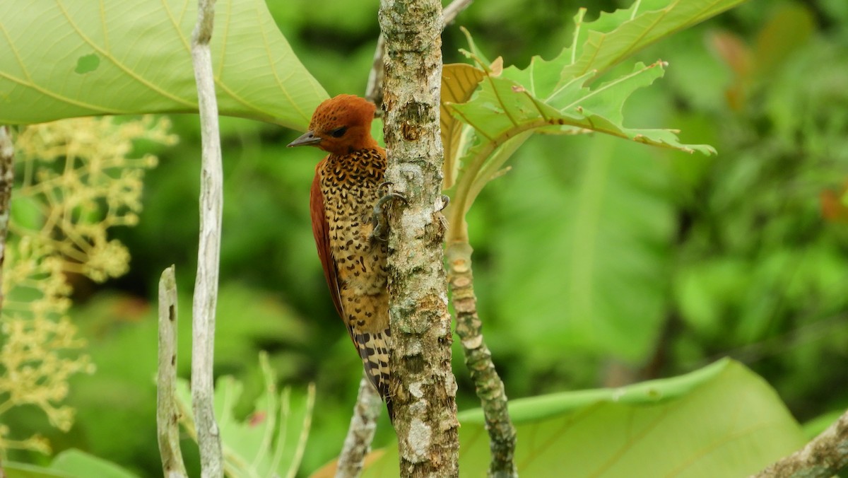 Cinnamon Woodpecker - ML158614131