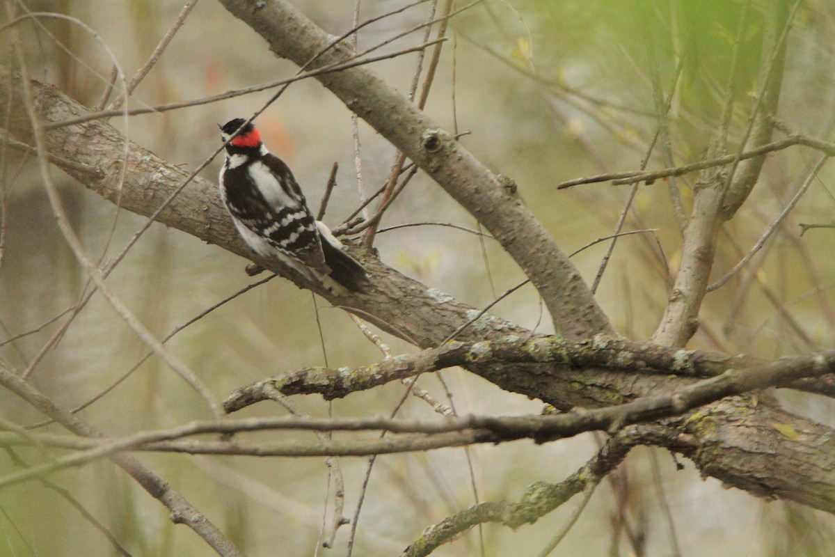 Hairy Woodpecker - ML158615371