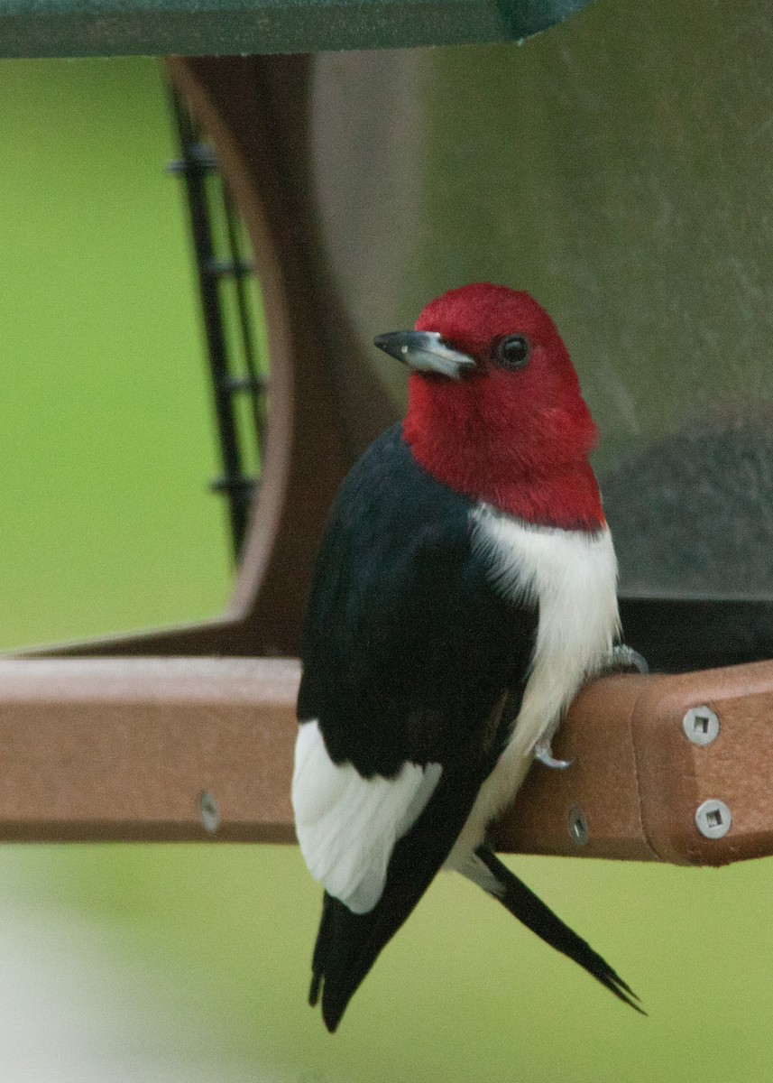 Red-headed Woodpecker - ML158616401