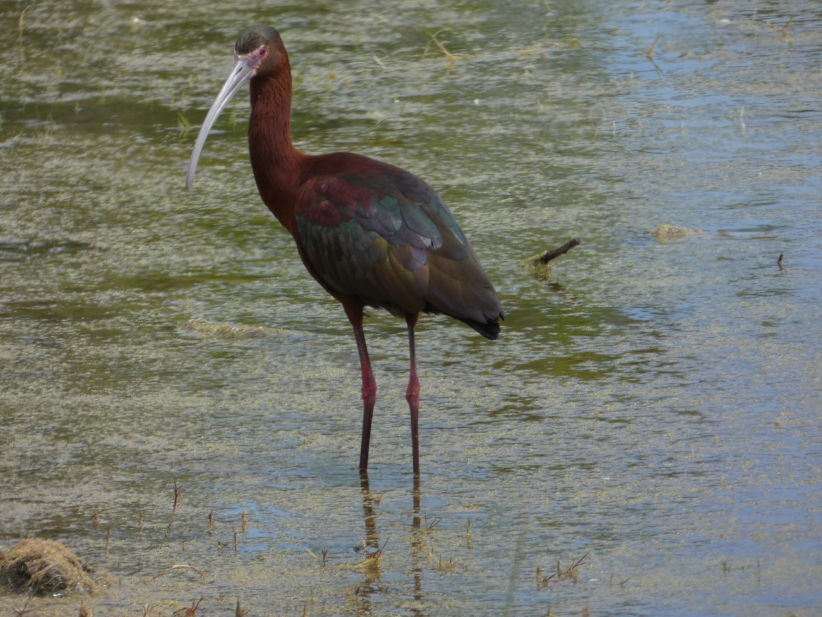 ibis americký - ML158617201