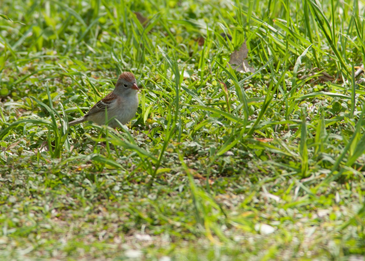 Field Sparrow - ML158617771