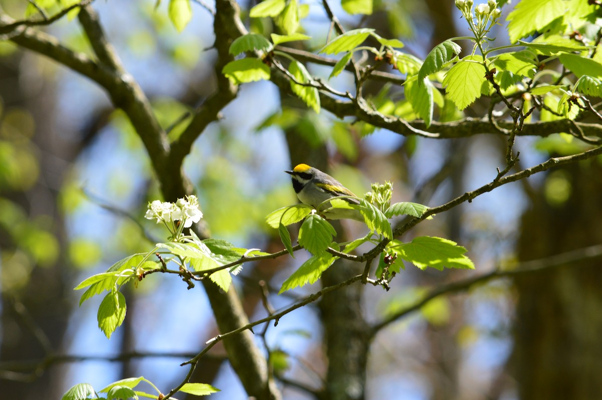 Golden-winged Warbler - ML158617861