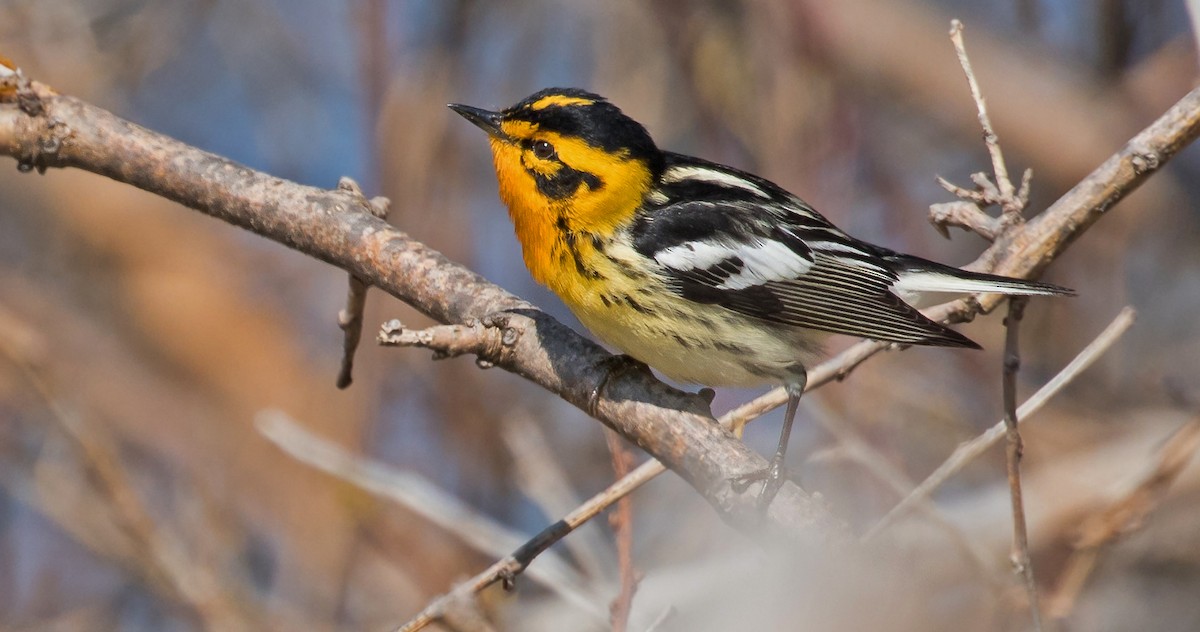 Blackburnian Warbler - ML158618331