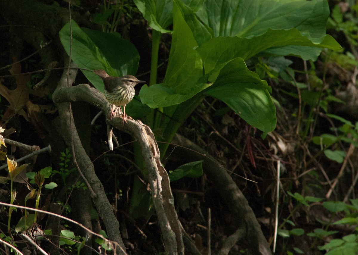 Northern Waterthrush - ML158618801