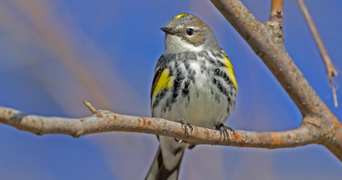 Yellow-rumped Warbler - ML158618861