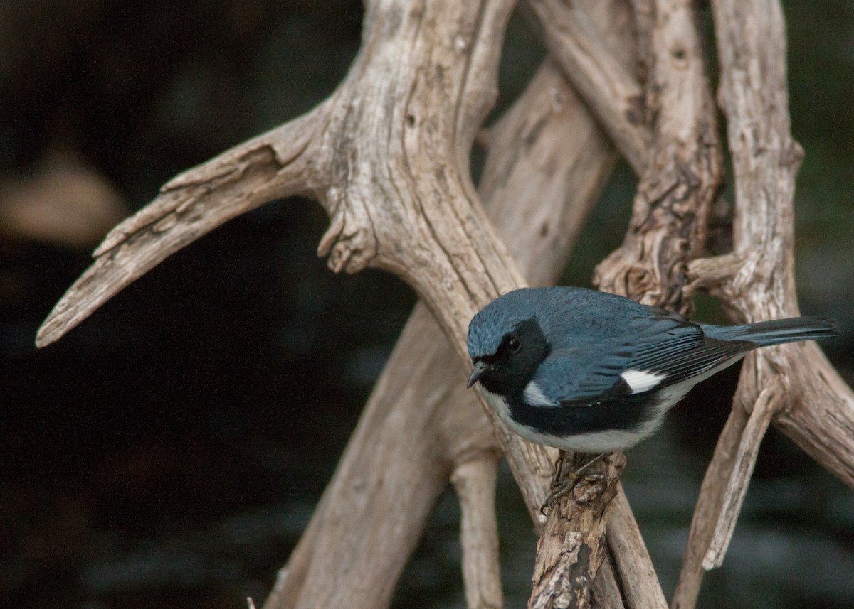Black-throated Blue Warbler - ML158619081