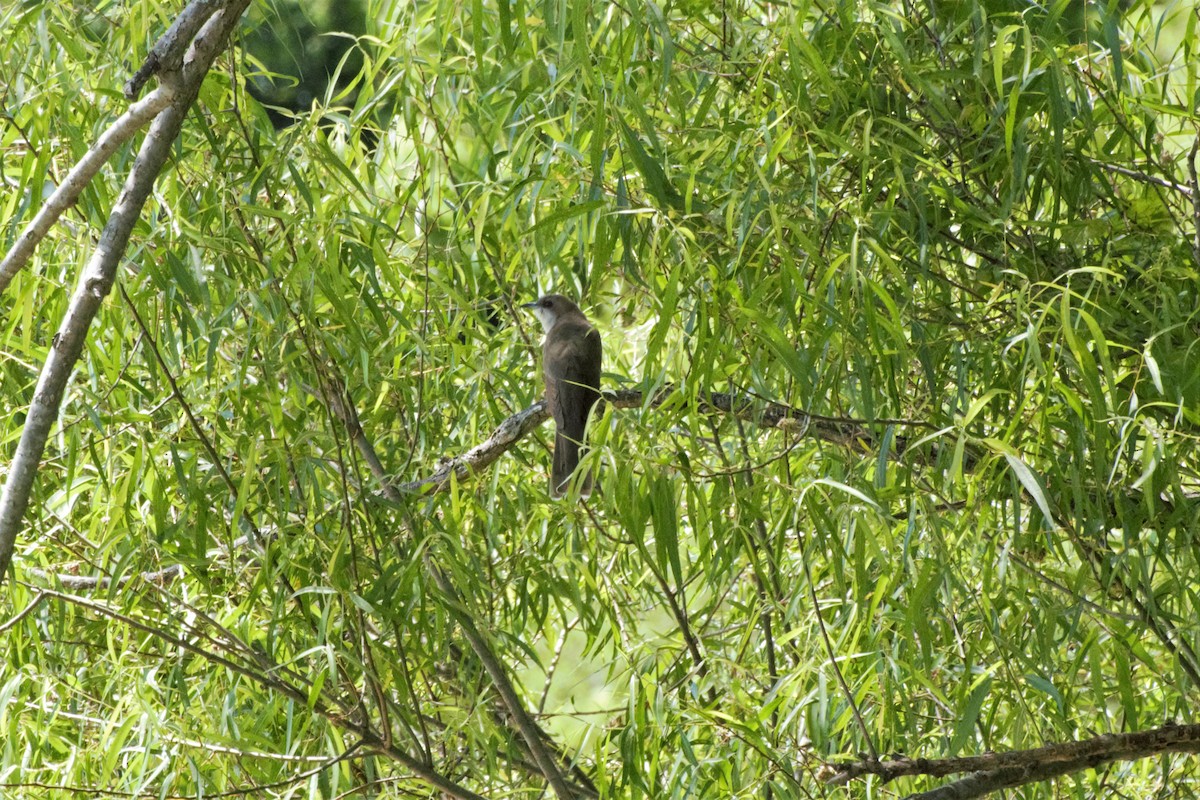 Black-billed Cuckoo - ML158620581