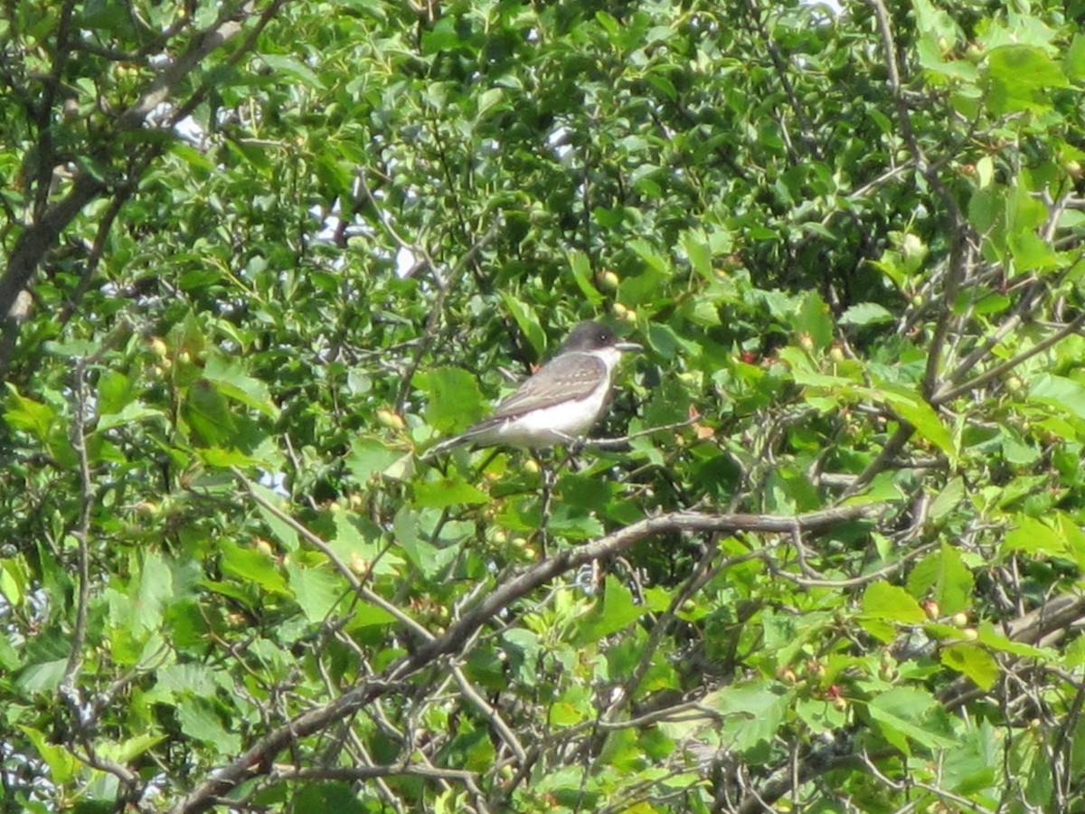 Eastern Kingbird - ML158621981