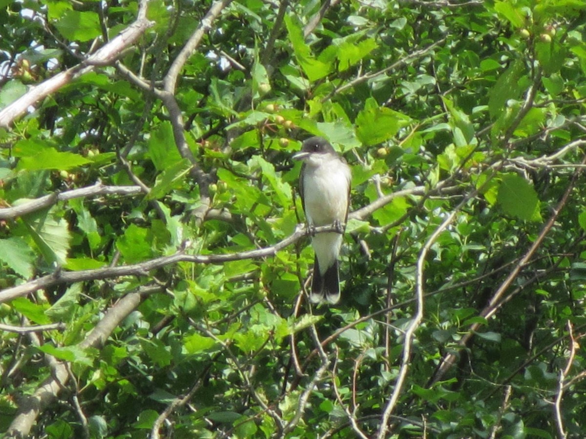 Eastern Kingbird - ML158621991