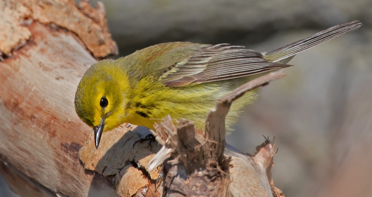 Prairie Warbler - ML158623001