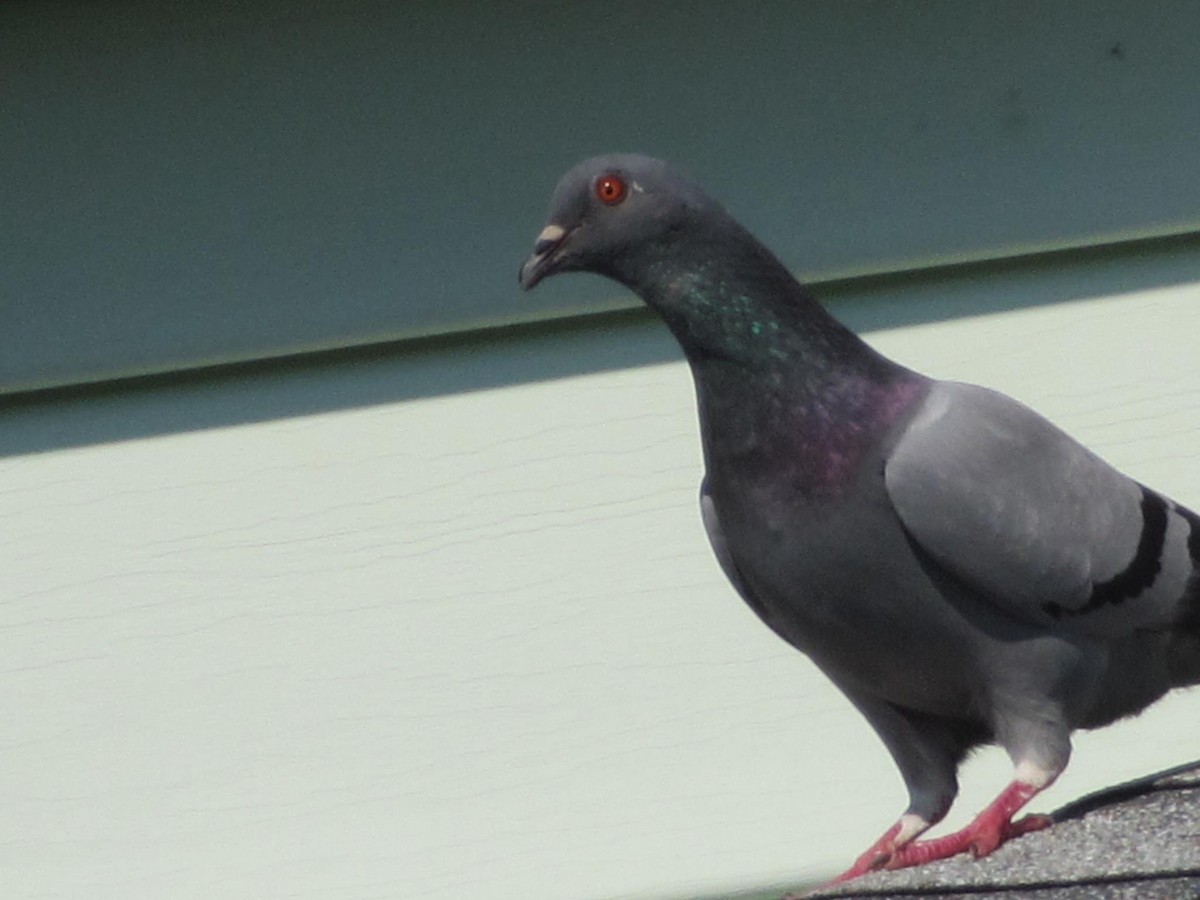 Rock Pigeon (Feral Pigeon) - ML158624331