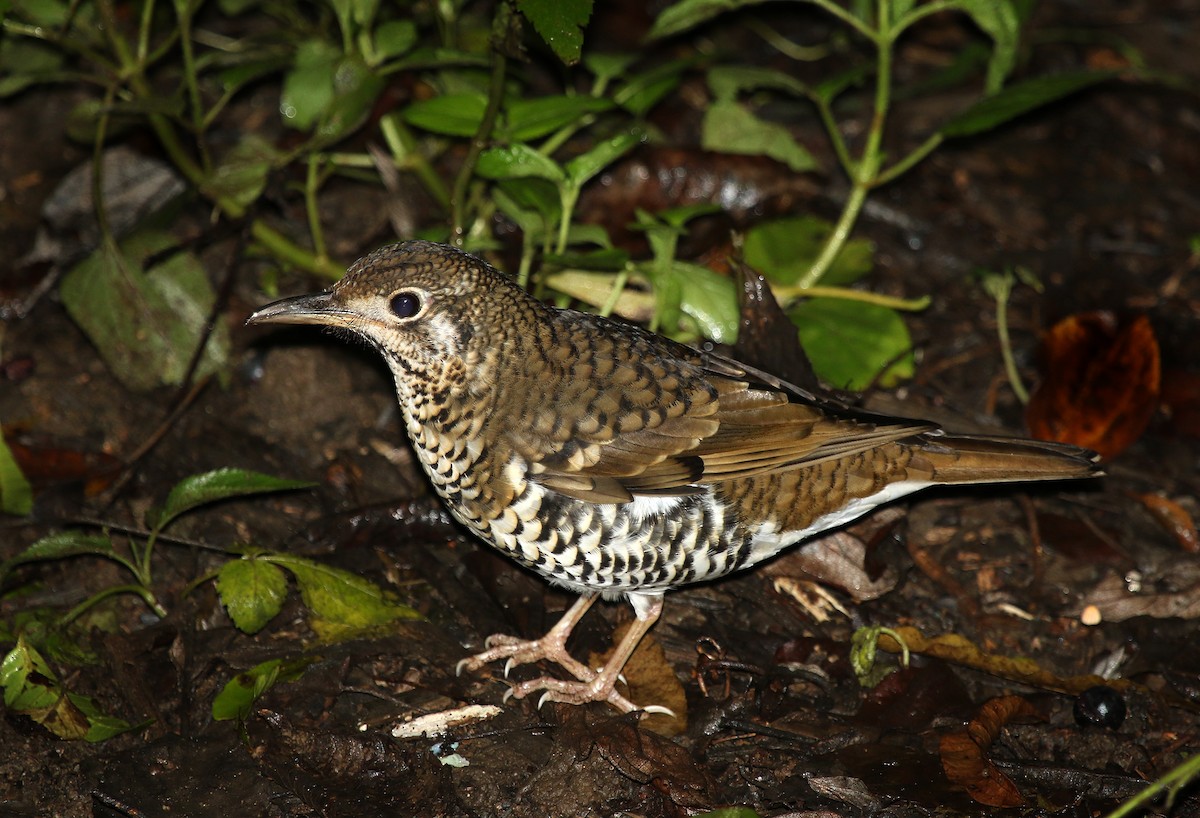 Russet-tailed Thrush - ML158625021