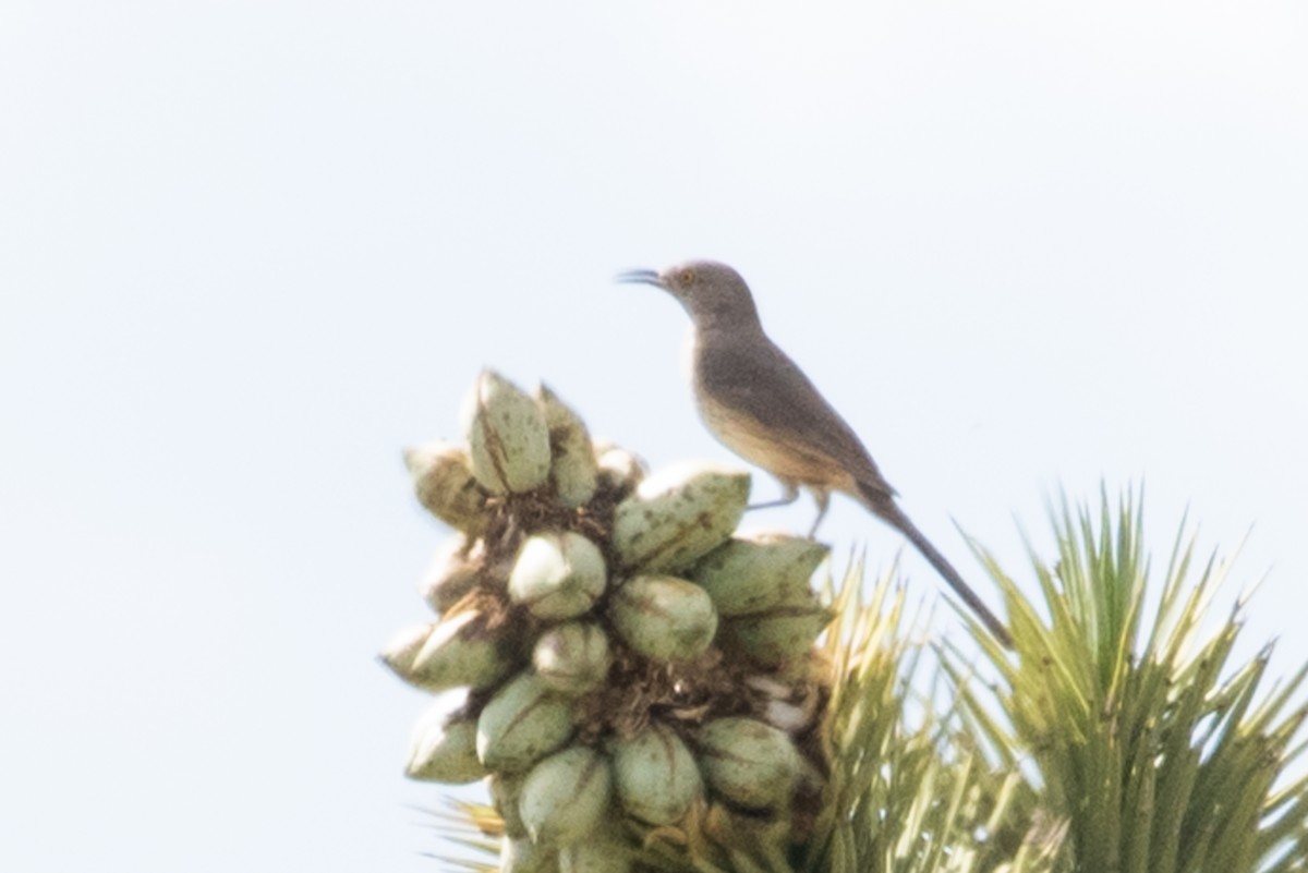 Bendire's Thrasher - ML158625101