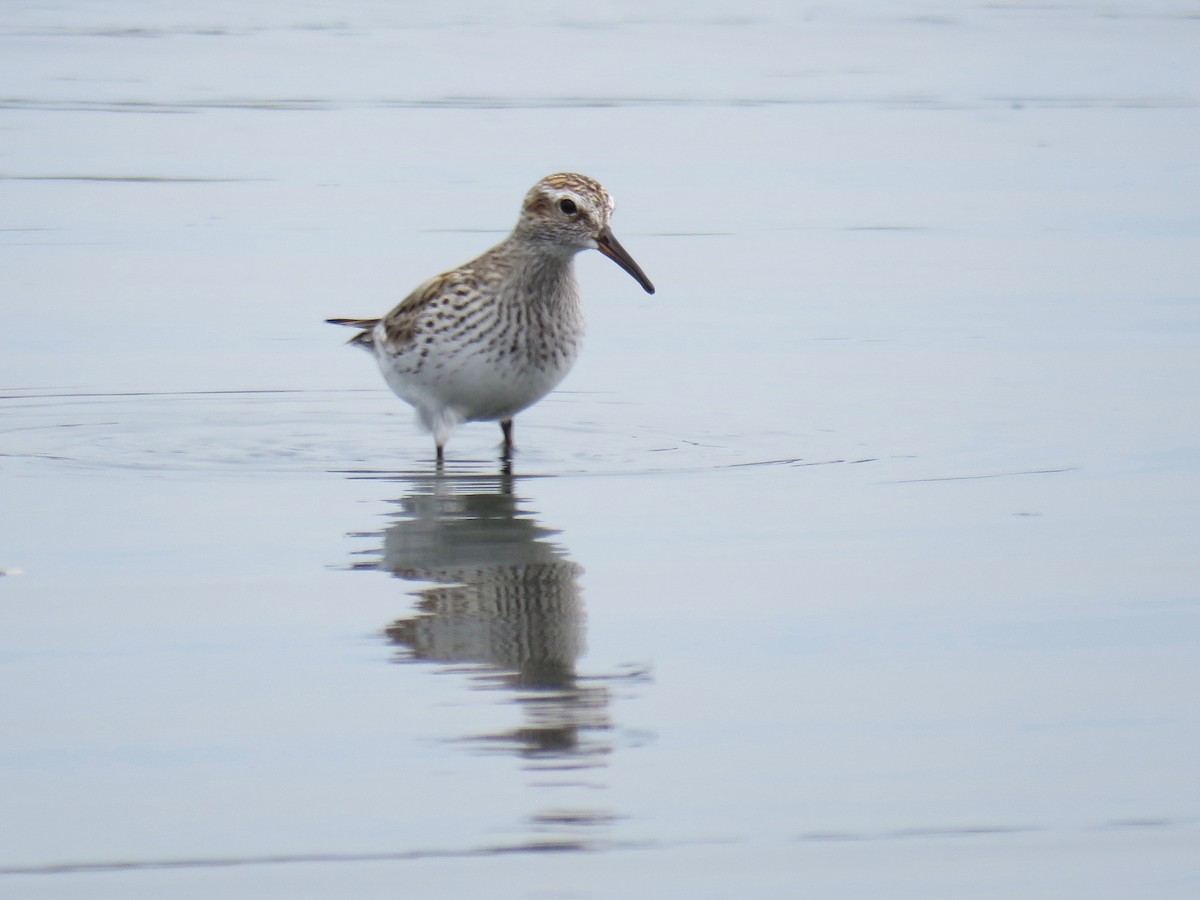 White-rumped Sandpiper - ML158625561