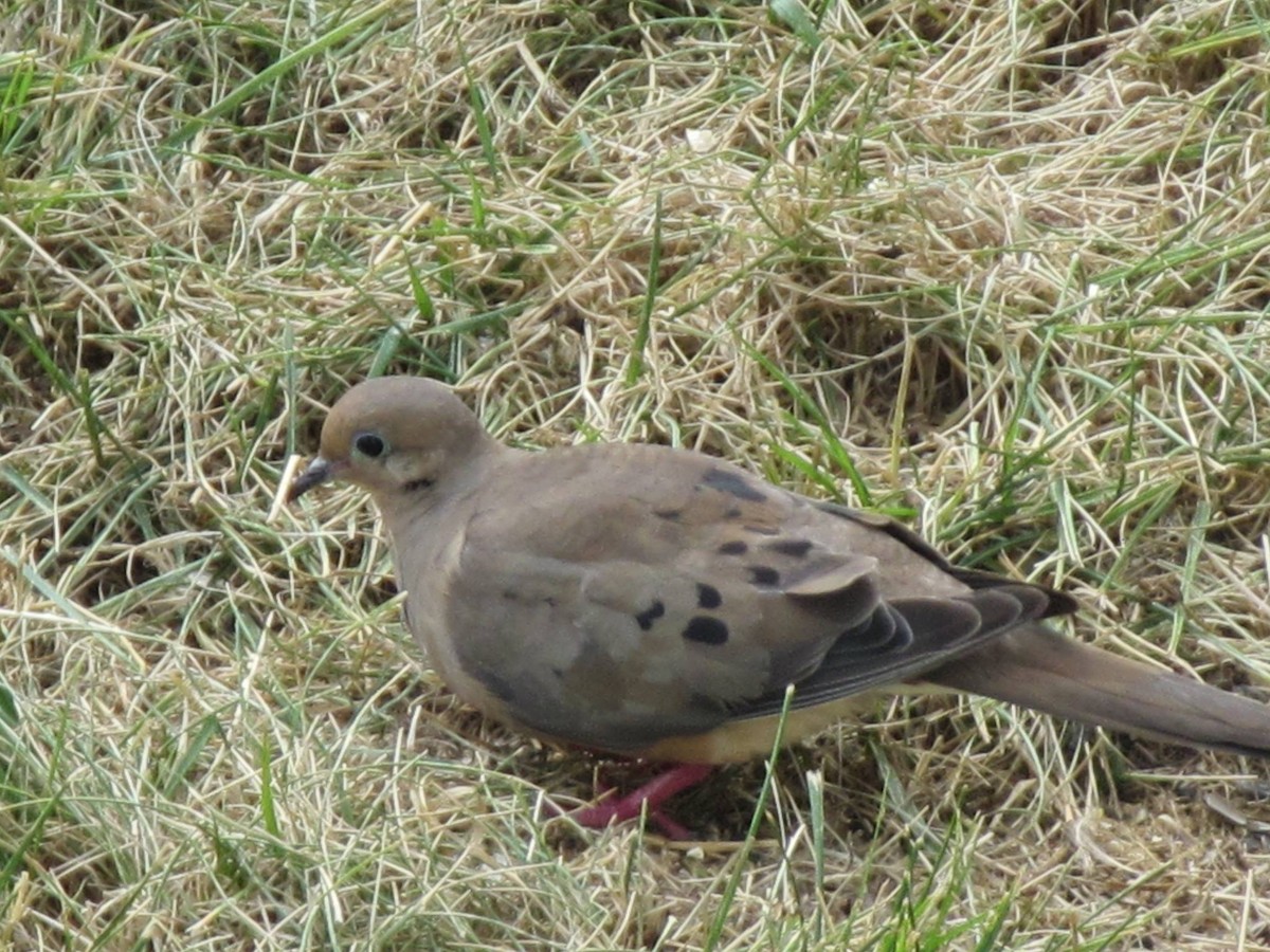 Mourning Dove - ML158625691